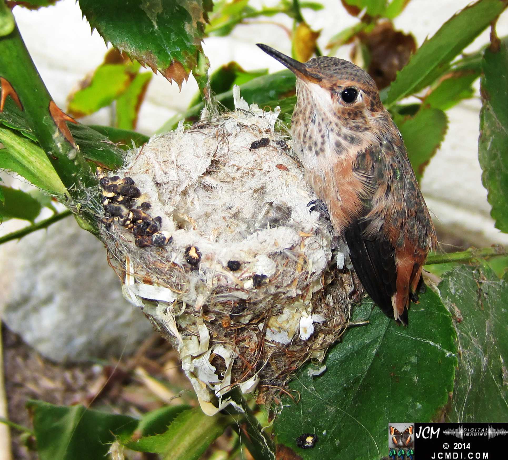Allens Hummingbird chick and nest image 3-28-2014